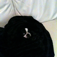 Snug as a bug  Comments: My Puppy's name is Betsy, and she is a 14 week old Boston Terrier. She loves to get all curled up underneath her black fuzzy blanket. She loves her toys that I get for her fro